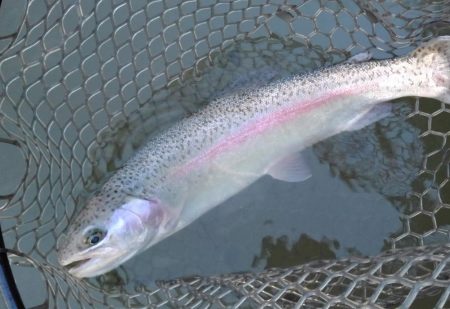 大安トラウトレイク 釣果